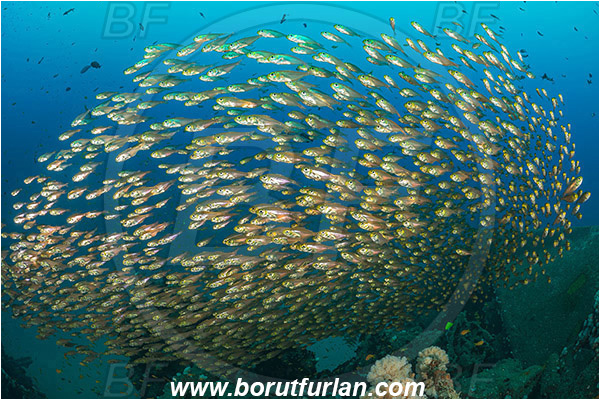 Umkomaas, South Africa, Indian ocean, Wreck Produce, Wreck, Parapriacanthus ransonneti, Parapriacanthus, Pempheridae, Glassfish, Glassy sweeper, Sweeper, Fish, Fish school
