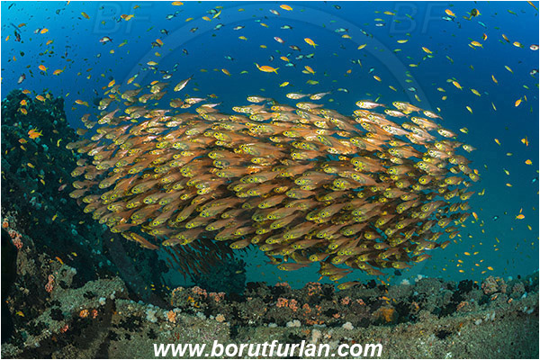 Umkomaas, South Africa, Indian ocean, Wreck Produce, Wreck, Parapriacanthus ransonneti, Parapriacanthus, Pempheridae, Glassfish, Glassy sweeper, Sweeper, Fish, Fish school