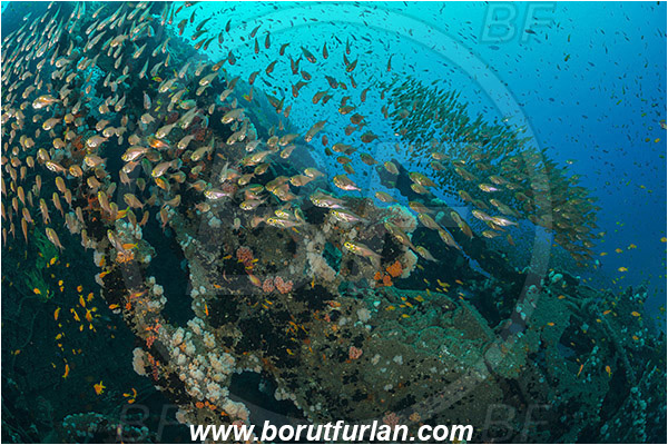 Umkomaas, South Africa, Indian ocean, Wreck Produce, Wreck, Parapriacanthus ransonneti, Parapriacanthus, Pempheridae, Glassfish, Glassy sweeper, Sweeper, Fish, Fish school