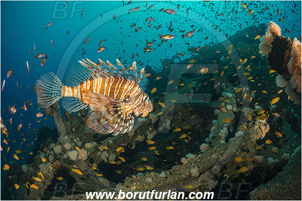 Umkomaas, South Africa, Indian ocean, Wreck Produce, Wreck, Pterois volitans, Pterois, Scorpaenidae, Red lionfish, Lionfish, Fish