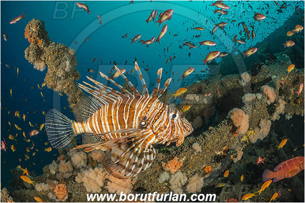Umkomaas, South Africa, Indian ocean, Wreck Produce, Wreck, Pterois volitans, Pterois, Scorpaenidae, Red lionfish, Lionfish, Fish