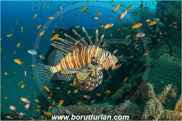 Umkomaas, South Africa, Indian ocean, Wreck Produce, Wreck, Pterois volitans, Pterois, Scorpaenidae, Red lionfish, Lionfish, Fish