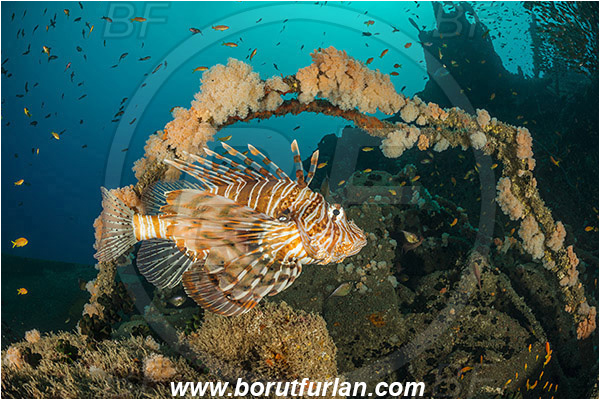 Umkomaas, South Africa, Indian ocean, Wreck Produce, Wreck, Pterois volitans, Pterois, Scorpaenidae, Red lionfish, Lionfish, Fish