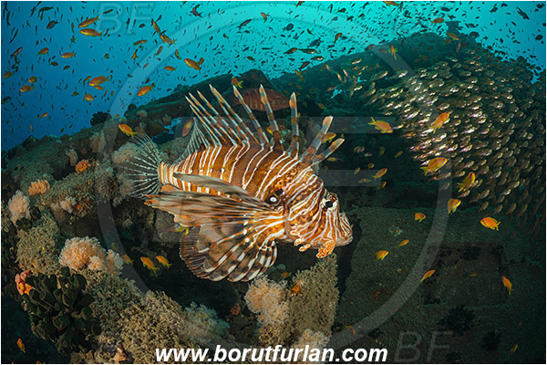 Umkomaas, South Africa, Indian ocean, Wreck Produce, Wreck, Pterois volitans, Pterois, Scorpaenidae, Red lionfish, Lionfish, Fish