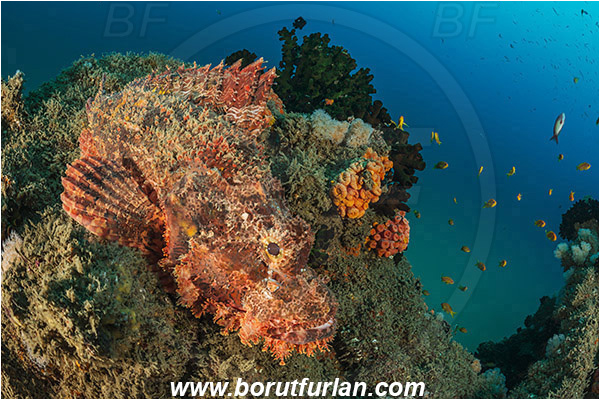 Umkomaas, South Africa, Indian ocean, Wreck Produce, Wreck, Scorpaenopsis oxycephala, Scorpaenopsis, Scorpaenidae, Tassled Scorpionfish, Scorpionfish, Fish