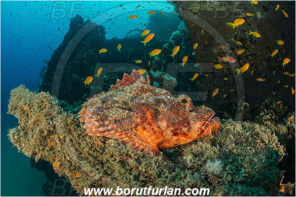 Umkomaas, South Africa, Indian ocean, Wreck Produce, Wreck, Scorpaenopsis oxycephala, Scorpaenopsis, Scorpaenidae, Tassled Scorpionfish, Scorpionfish, Fish