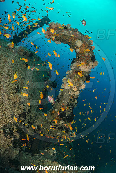 Umkomaas, South Africa, Indian ocean, Wreck Produce, Wreck