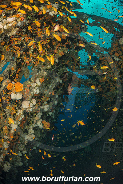 Umkomaas, South Africa, Indian ocean, Wreck Produce, Wreck