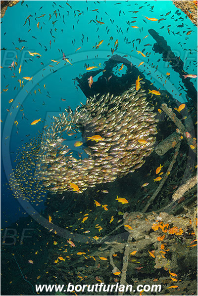 Umkomaas, South Africa, Indian ocean, Wreck Produce, Wreck, Parapriacanthus ransonneti, Parapriacanthus, Pempheridae, Glassfish, Glassy sweeper, Sweeper, Fish, Fish school