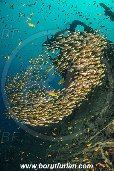 Umkomaas, South Africa, Indian ocean, Wreck Produce, Wreck, Parapriacanthus ransonneti, Parapriacanthus, Pempheridae, Glassfish, Glassy sweeper, Sweeper, Fish, Fish school