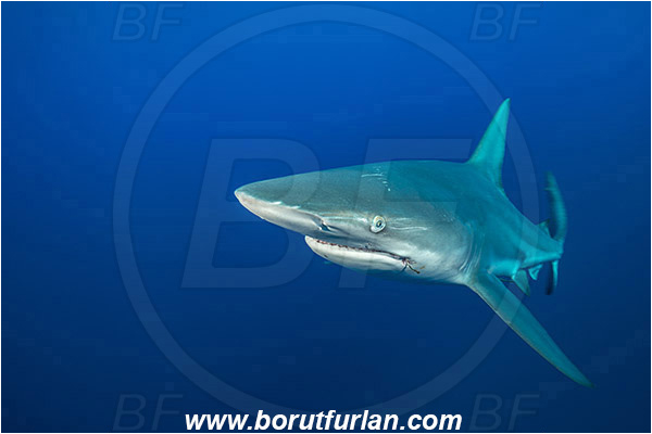 Protea banks, Shelly beach, South Africa, Indian ocean, Carcharhinus limbatus, Carcharhinus, Carcharhinidae, Elasmobranchii, Oceanic blacktip shark, Shark, Fish, Portrait