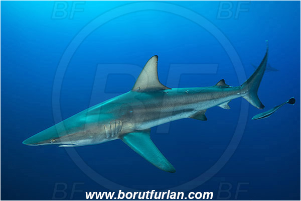 Protea banks, Shelly beach, South Africa, Indian ocean, Carcharhinus limbatus, Carcharhinus, Carcharhinidae, Elasmobranchii, Oceanic blacktip shark, Shark, Fish