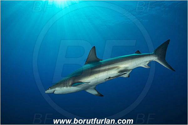 Protea banks, Shelly beach, South Africa, Indian ocean, Carcharhinus limbatus, Carcharhinus, Carcharhinidae, Elasmobranchii, Oceanic blacktip shark, Shark, Fish