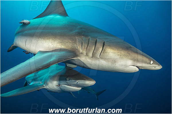 Protea banks, Shelly beach, South Africa, Indian ocean, Carcharhinus limbatus, Carcharhinus, Carcharhinidae, Elasmobranchii, Oceanic blacktip shark, Shark, Fish