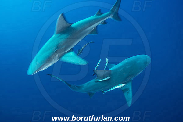 Protea banks, Shelly beach, South Africa, Indian ocean, Carcharhinus leucas, Carcharhinus, Carcharhinidae, Elasmobranchii, Bull Shark, Shark, Echeneis naucrates, Echeneidae, Slender Suckerfish, Suckerfish, Fish