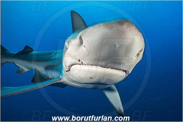 Protea banks, Shelly beach, South Africa, Indian ocean, Carcharhinus limbatus, Carcharhinus, Carcharhinidae, Elasmobranchii, Oceanic blacktip shark, Shark, Fish, Portrait