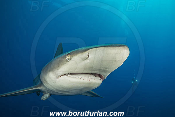 Protea banks, Shelly beach, South Africa, Indian ocean, Carcharhinus limbatus, Carcharhinus, Carcharhinidae, Elasmobranchii, Oceanic blacktip shark, Shark, Fish, Portrait, Diver, Underwater videographer