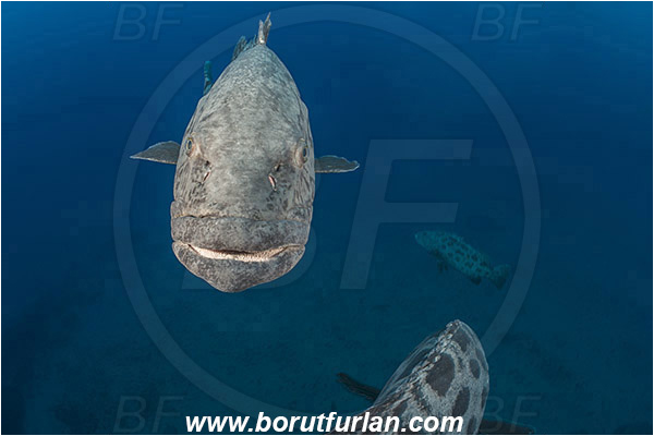 Aliwal shoal, Umkomaas, South Africa, Indian ocean, Epinephelus tukula, Epinephelus, Serranidae, Potato grouper, Grouper, Fish, Portrait