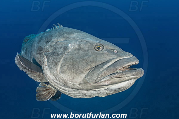 Aliwal shoal, Umkomaas, South Africa, Indian ocean, Epinephelus tukula, Epinephelus, Serranidae, Potato grouper, Grouper, Fish, Portrait