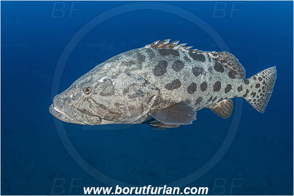 Aliwal shoal, Umkomaas, South Africa, Indian ocean, Epinephelus tukula, Epinephelus, Serranidae, Potato grouper, Grouper, Fish