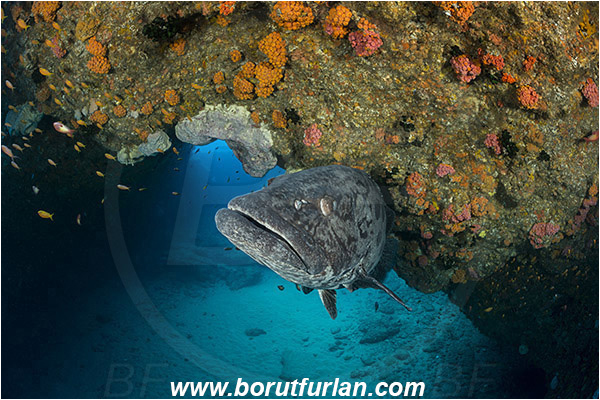 Aliwal shoal, Umkomaas, South Africa, Indian ocean, Epinephelus tukula, Epinephelus, Serranidae, Potato grouper, Grouper, Fish, Reef, Overhang, Cave