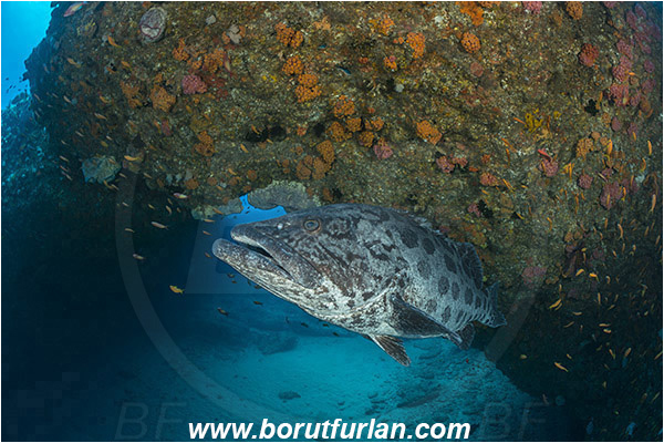 Aliwal shoal, Umkomaas, South Africa, Indian ocean, Epinephelus tukula, Epinephelus, Serranidae, Potato grouper, Grouper, Fish, Reef, Overhang, Arch, Cave