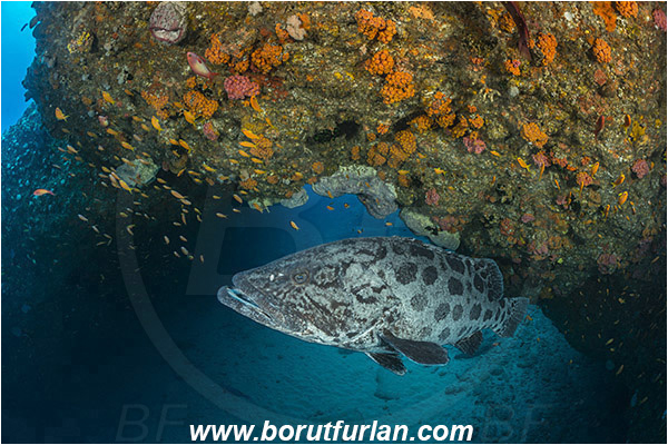 Aliwal shoal, Umkomaas, South Africa, Indian ocean, Epinephelus tukula, Epinephelus, Serranidae, Potato grouper, Grouper, Fish, Reef, Overhang, Arch, Cave
