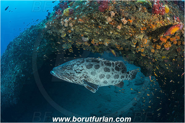 Aliwal shoal, Umkomaas, South Africa, Indian ocean, Epinephelus tukula, Epinephelus, Serranidae, Potato grouper, Grouper, Fish, Reef, Overhang, Arch, Cave