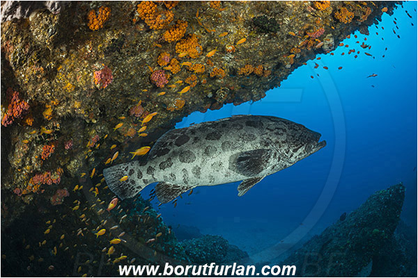 Aliwal shoal, Umkomaas, South Africa, Indian ocean, Epinephelus tukula, Epinephelus, Serranidae, Potato grouper, Grouper, Fish, Reef, Overhang, Cave