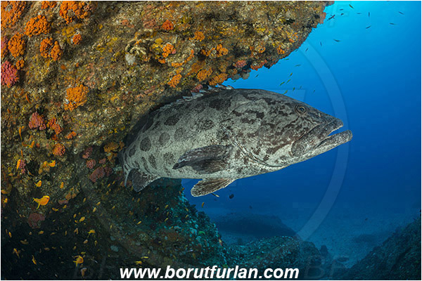 Aliwal shoal, Umkomaas, South Africa, Indian ocean, Epinephelus tukula, Epinephelus, Serranidae, Potato grouper, Grouper, Fish, Reef, Overhang, Cave