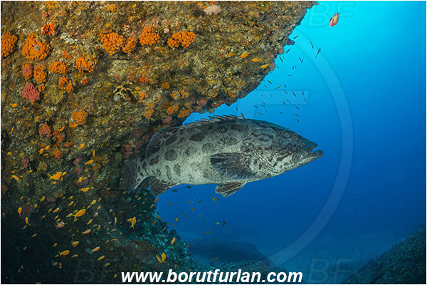 Aliwal shoal, Umkomaas, South Africa, Indian ocean, Epinephelus tukula, Epinephelus, Serranidae, Potato grouper, Grouper, Fish, Reef, Overhang, Cave