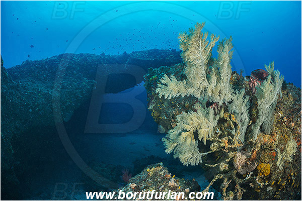 Aliwal shoal, Umkomaas, South Africa, Indian ocean, Antipathes sp., Antipathes, Antipathidae, Black coral, Coral, Anthozoa, Cnidaria, Cnidarian, Reef, Arch