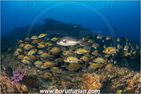 Aliwal shoal, Umkomaas, South Africa, Indian ocean, Pomadasys striatus, Pomadasys, Haemulidae, Striped grunter, Grunter, Fish, Fish school, Reef, Plectorhinchus chubbi, Plectorhinchus, Haemulidae, Dusky sweetlips, Sweetlips
