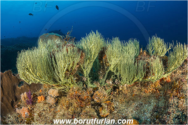 Aliwal shoal, Umkomaas, South Africa, Indian ocean, Antipathes sp., Antipathes, Antipathidae, Black coral, Coral, Anthozoa, Cnidaria, Cnidarian, Reef