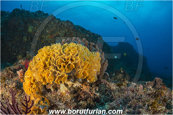 Aliwal shoal, Umkomaas, South Africa, Indian ocean, Schizoretepora tessellata, Schizoretepora, Phidoloporidae, Bryozoa, Lacy Bryozoan, Lacy false coral, Bryozoan, Reef