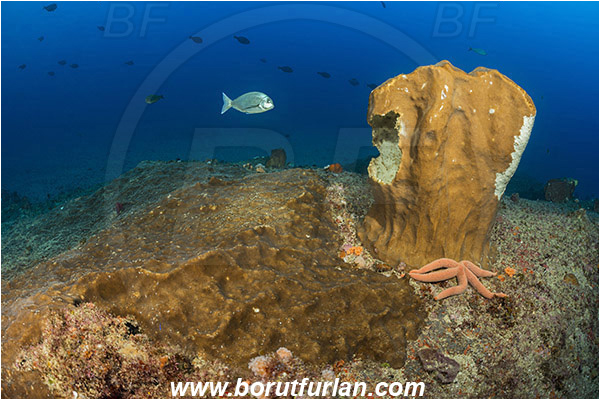 Aliwal shoal, Umkomaas, South Africa, Indian ocean, Sponge, Porifera, Reef, Unidentified