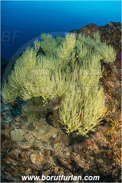 Aliwal shoal, Umkomaas, South Africa, Indian ocean, Antipathes sp., Antipathes, Antipathidae, Black coral, Coral, Anthozoa, Cnidaria, Cnidarian, Reef