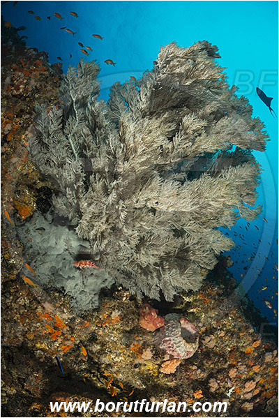 Aliwal shoal, Umkomaas, South Africa, Indian ocean, Antipathes sp., Antipathes, Antipathidae, Black coral, Coral, Anthozoa, Cnidaria, Cnidarian, Reef