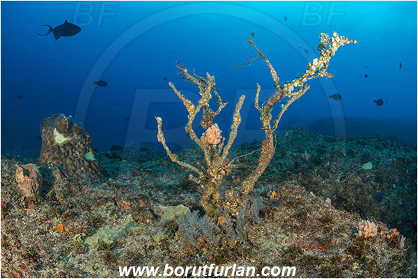 Aliwal shoal, Umkomaas, South Africa, Indian ocean, Coral, Anthozoa, Cnidaria, Cnidarian, Reef, Dead coral