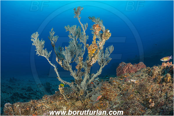 Aliwal shoal, Umkomaas, South Africa, Indian ocean, Antipathes sp., Antipathes, Antipathidae, Black coral, Coral, Anthozoa, Cnidaria, Cnidarian, Reef, Dead coral