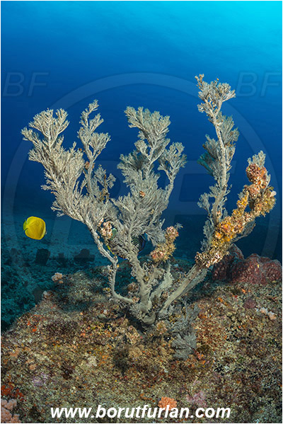 Aliwal shoal, Umkomaas, South Africa, Indian ocean, Antipathes sp., Antipathes, Antipathidae, Black coral, Coral, Anthozoa, Cnidaria, Cnidarian, Reef