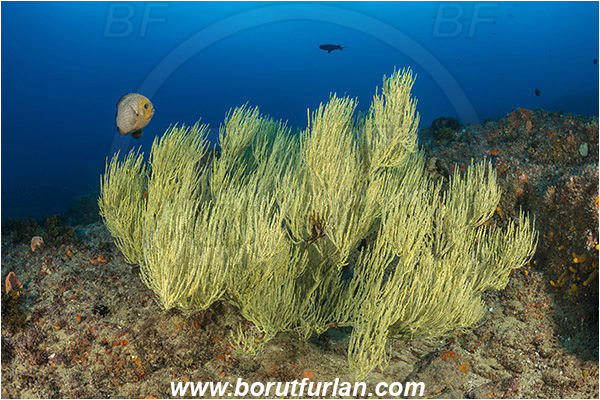 Aliwal shoal, Umkomaas, South Africa, Indian ocean, Antipathes sp., Antipathes, Antipathidae, Black coral, Coral, Anthozoa, Cnidaria, Cnidarian, Reef