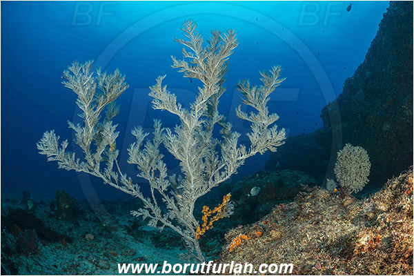 Aliwal shoal, Umkomaas, South Africa, Indian ocean, Antipathes sp., Antipathes, Antipathidae, Black coral, Coral, Anthozoa, Cnidaria, Cnidarian, Reef
