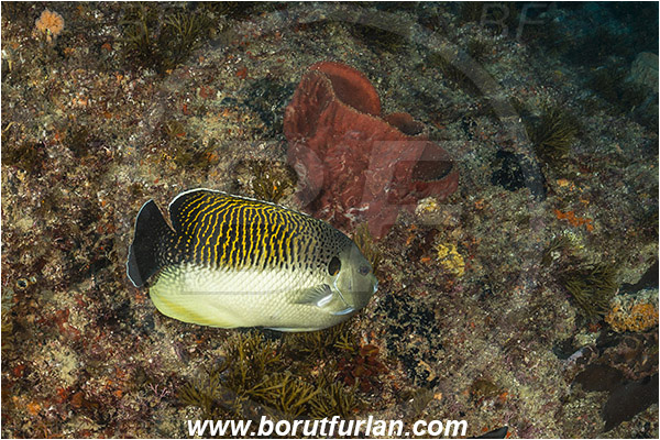 Aliwal shoal, Umkomaas, South Africa, Indian ocean, Apolemichthys kingi, Apolemichthys, Pomacanthidae, Tiger angelfish, Angelfish, Fish, Reef
