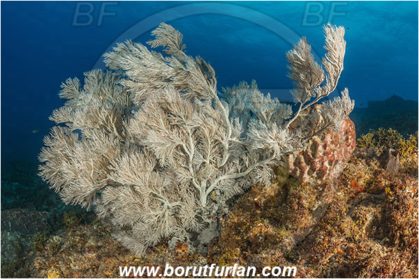 Aliwal shoal, Umkomaas, South Africa, Indian ocean, Antipathes sp., Antipathes, Antipathidae, Black coral, Coral, Anthozoa, Cnidaria, Cnidarian, Reef
