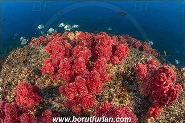 Aliwal shoal, Umkomaas, South Africa, Indian ocean, Dendronephthya sp., Dendronephthya, Nephtheidae, Soft coral, Coral, Anthozoa, Cnidaria, Cnidarian, Reef