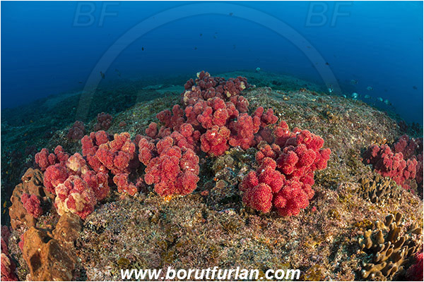 Aliwal shoal, Umkomaas, South Africa, Indian ocean, Dendronephthya sp., Dendronephthya, Nephtheidae, Soft coral, Coral, Anthozoa, Cnidaria, Cnidarian, Reef