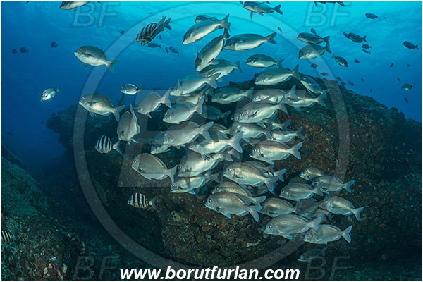 Aliwal shoal, Umkomaas, South Africa, Indian ocean, Polyamblyodon germanum, Polyamblyodon, Sparidae, German, Seabream, Fish, Fish school, Reef