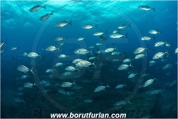 Aliwal shoal, Umkomaas, South Africa, Indian ocean, Caranx sexfasciatus, Caranx, Carangidae, Bigeye trevally, Trevally, Fish, Fish school, Reef