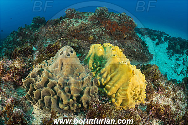 Aliwal shoal, Umkomaas, South Africa, Indian ocean, Sponge, Porifera, Reef, Unidentified